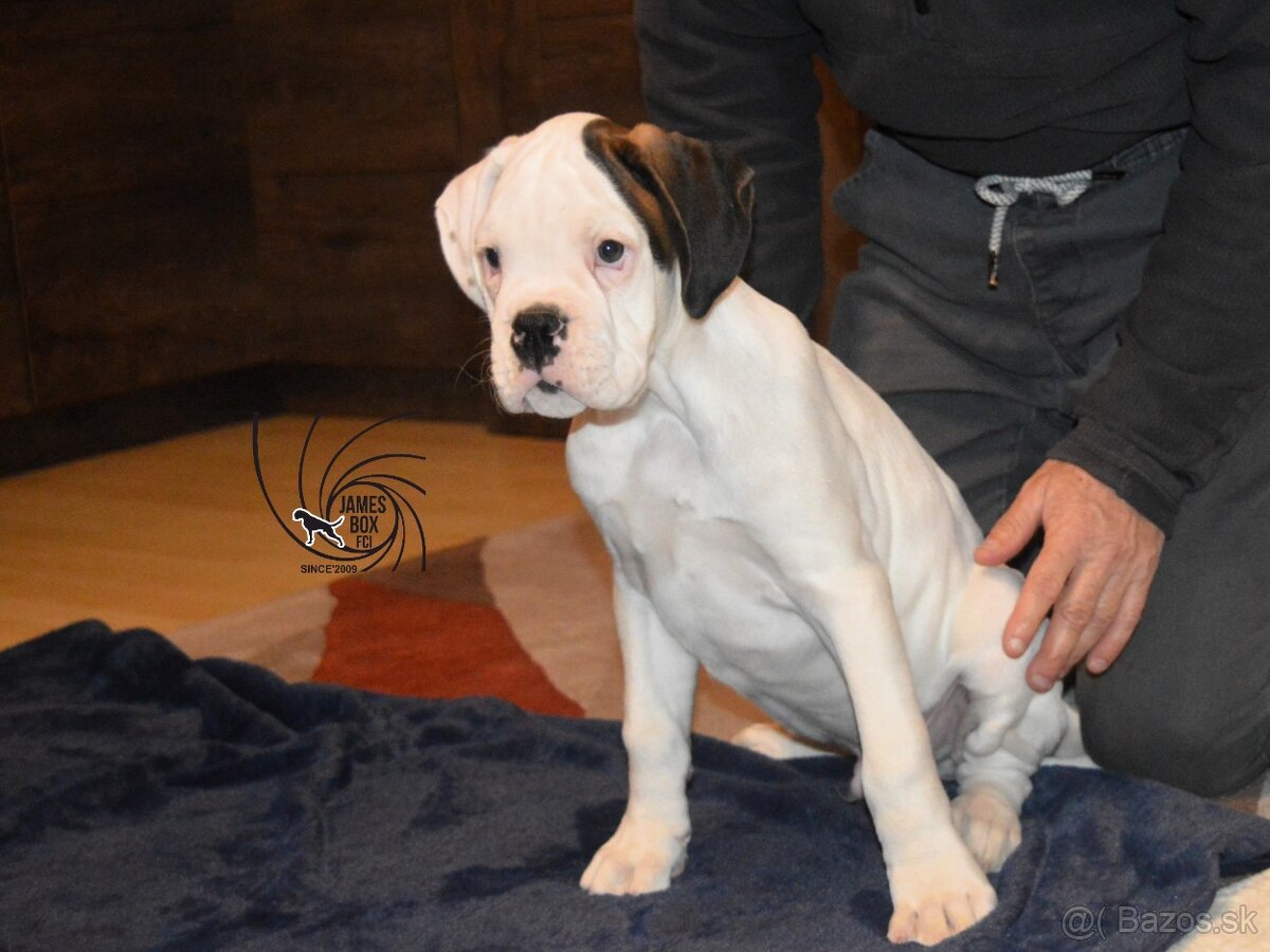 Nemecký boxer- šteniatko s PP - 6
