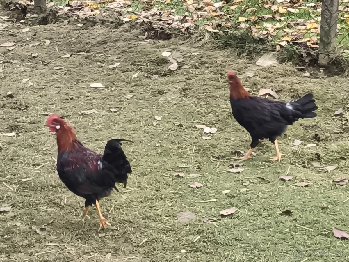 Predám Kohúty Oravka Hnedá a Vlaška Jarabičia - 6