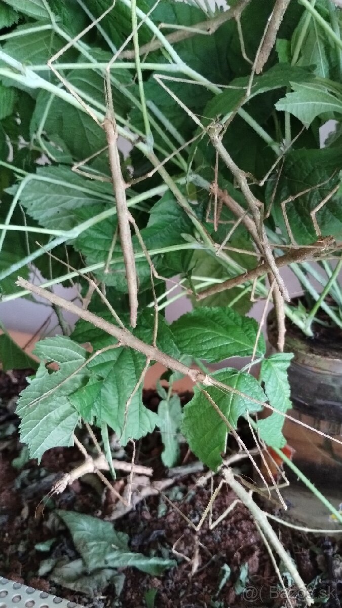 Pakobylka rožkatá - 6