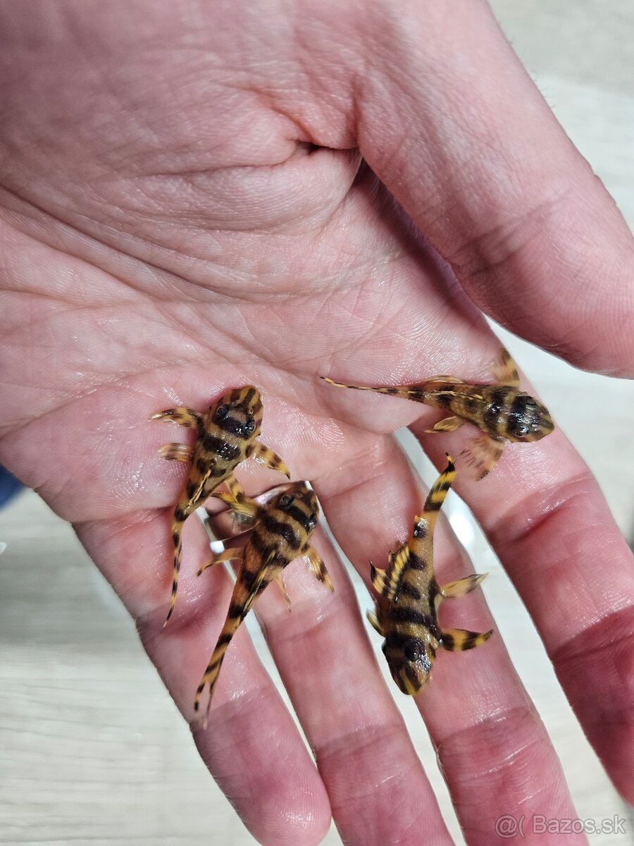 L 333 Gold line AAA - odchov - 6