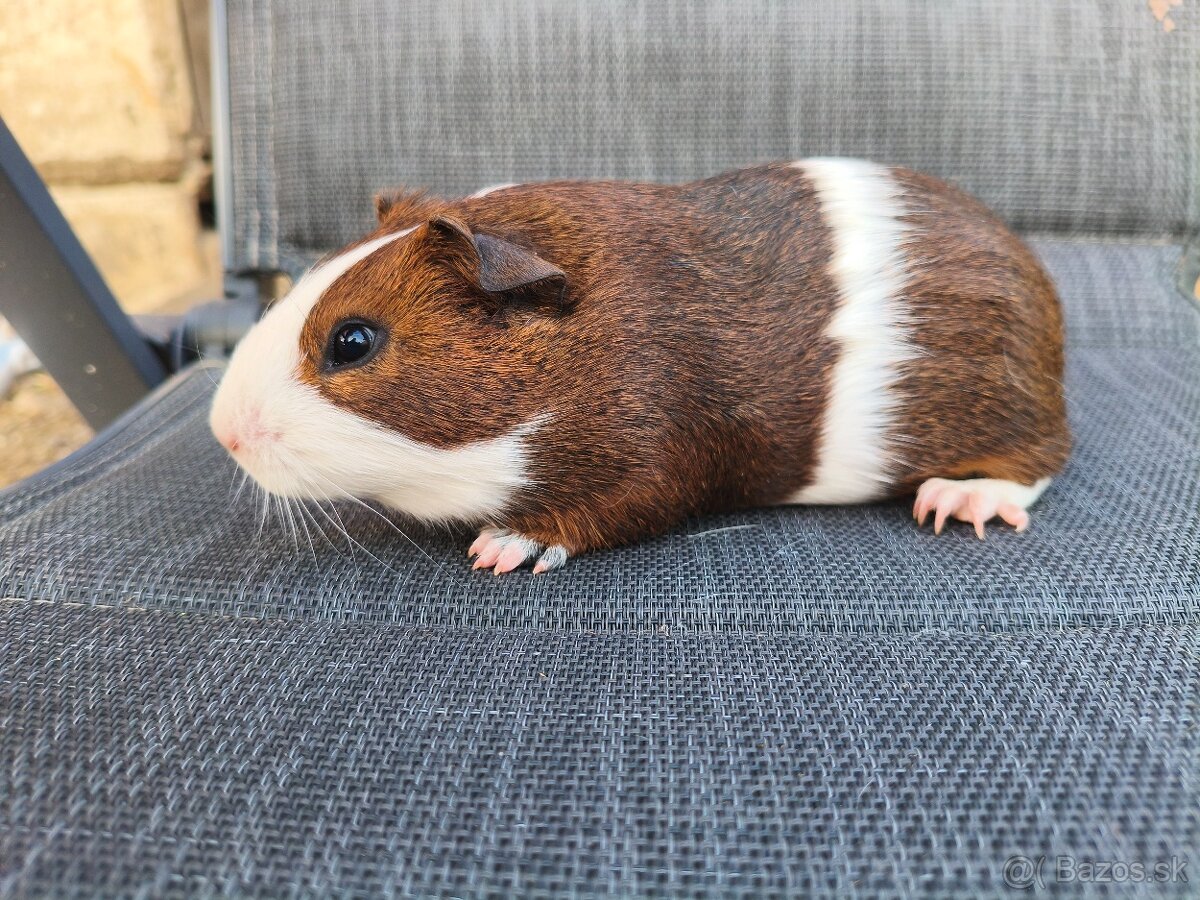 Cuy morčata - 6