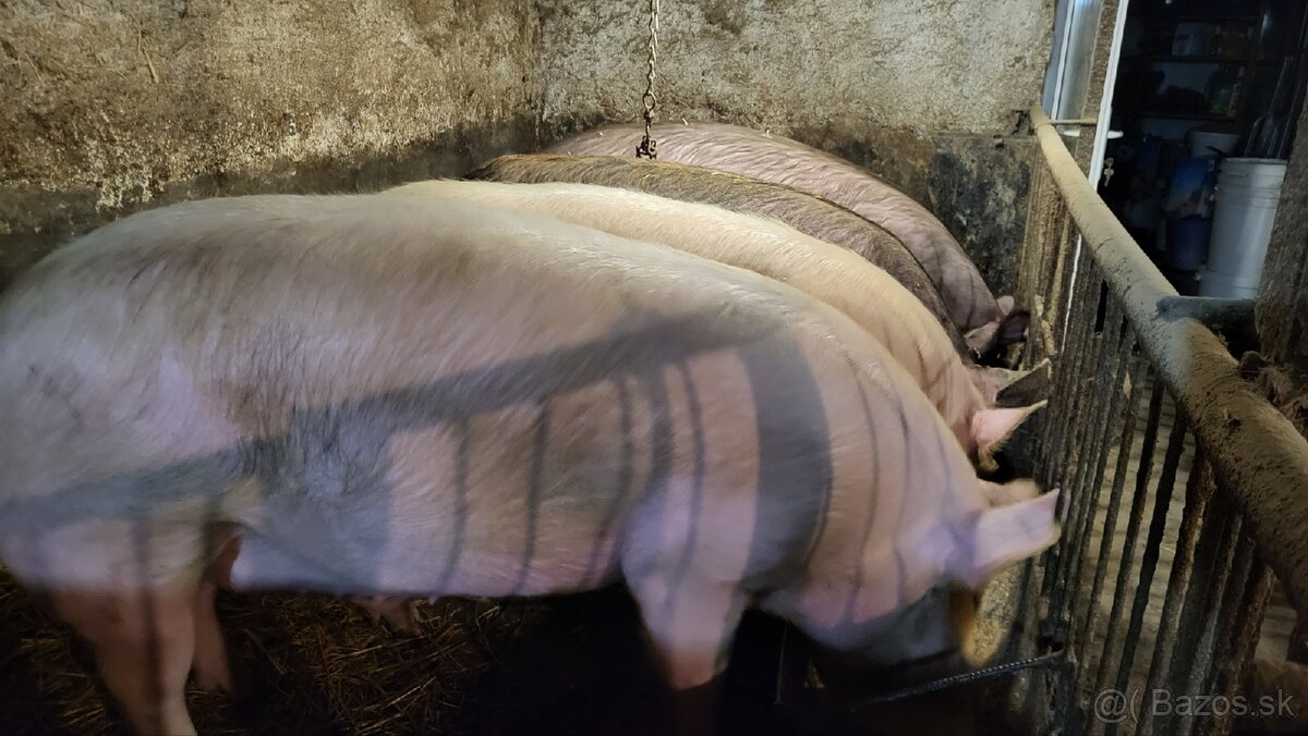 Jatočné ošípané. - 6