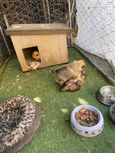 Pomeranian - Nemecky trpasličí špic - šteniatka - 6