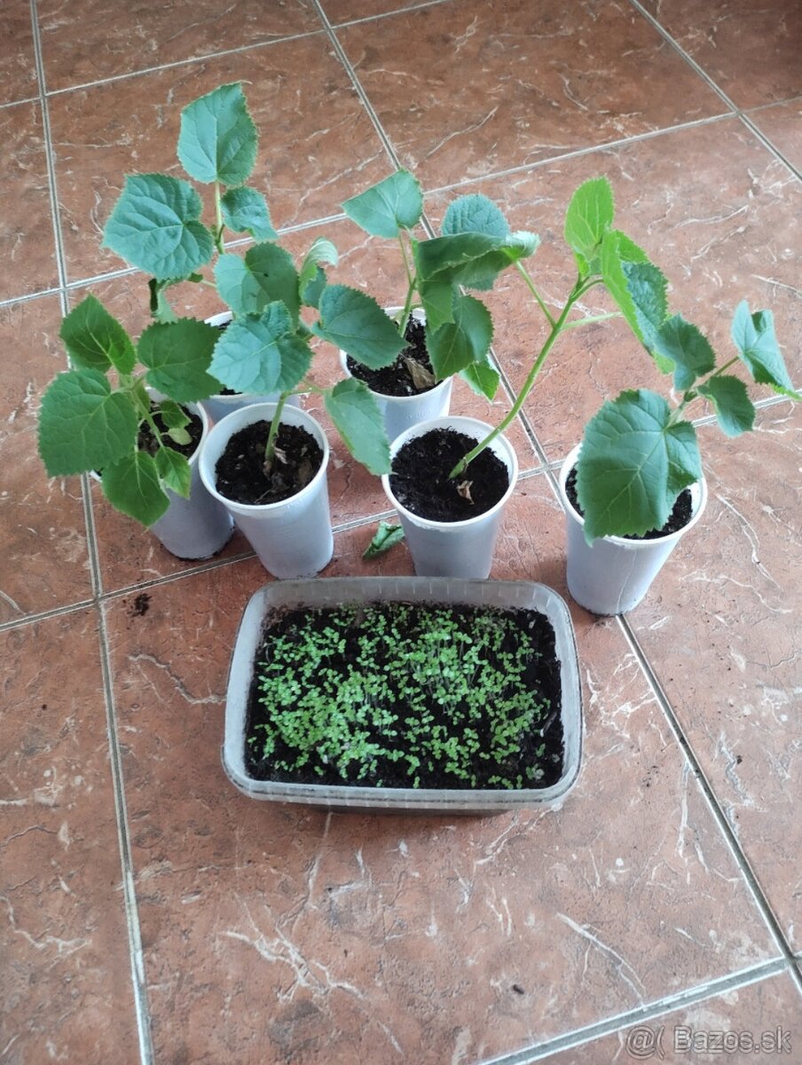 Semienka Paulownia - 6