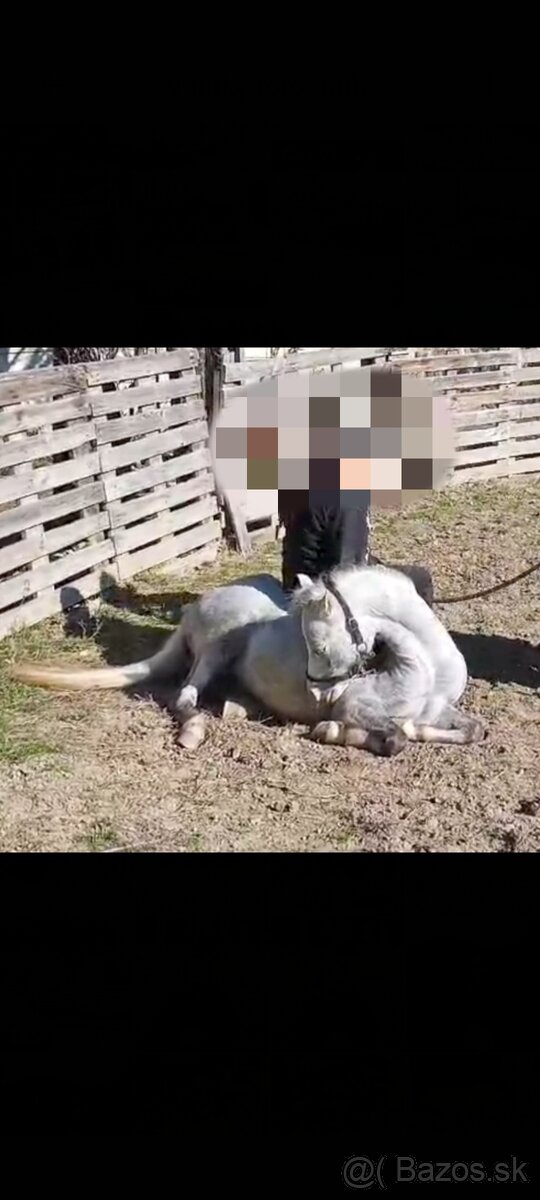 Welsh Mountain Pony - 6