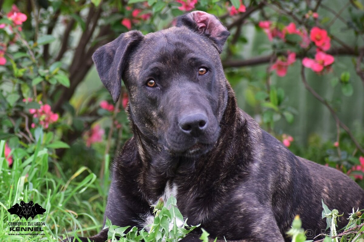 Cimarron Uruguayo s PP – rezervácia šteniatok - 6