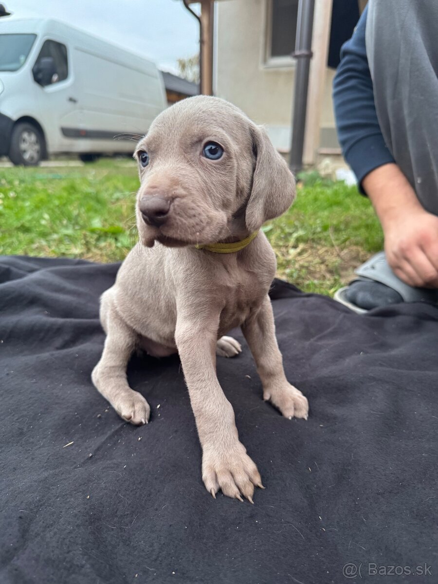 Weimarský stavač šteniatka - 6