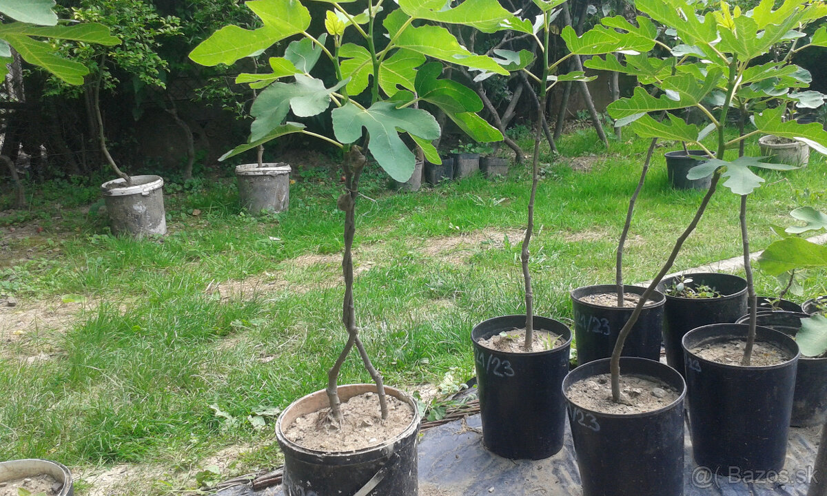 FIGOVNíKY RODIACE - 6