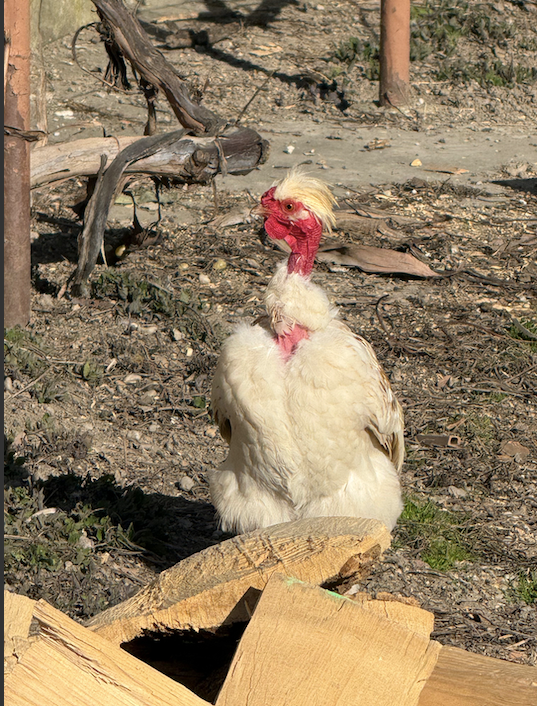 NA PREDAJ – nádherný trpasličí kohút - 6