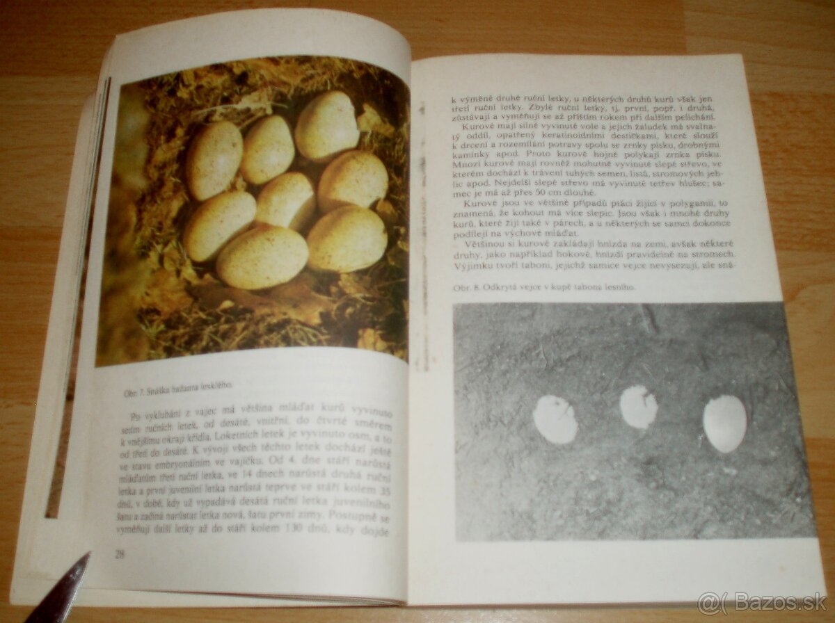 Bažanti a ostatní hrabaví - 6