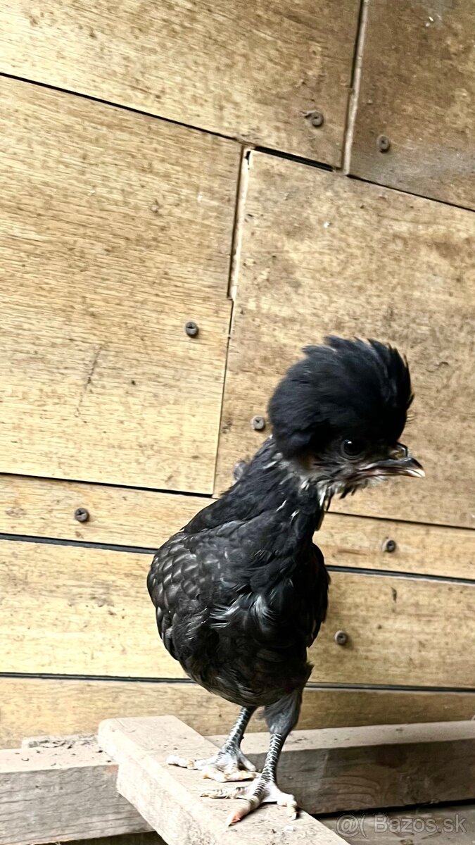 Okrasné sliepky a kohúty - 6