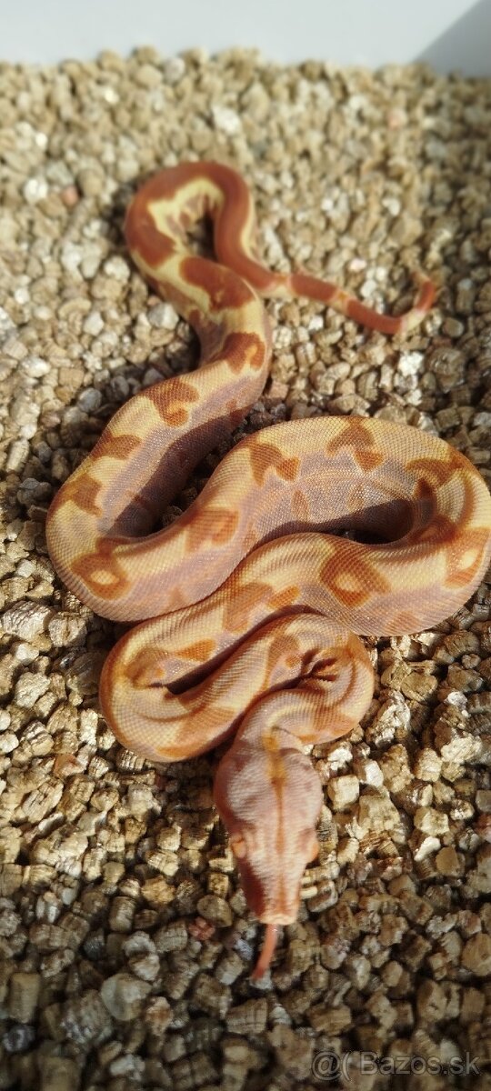 Boa Constrictor INCA IMG - 6