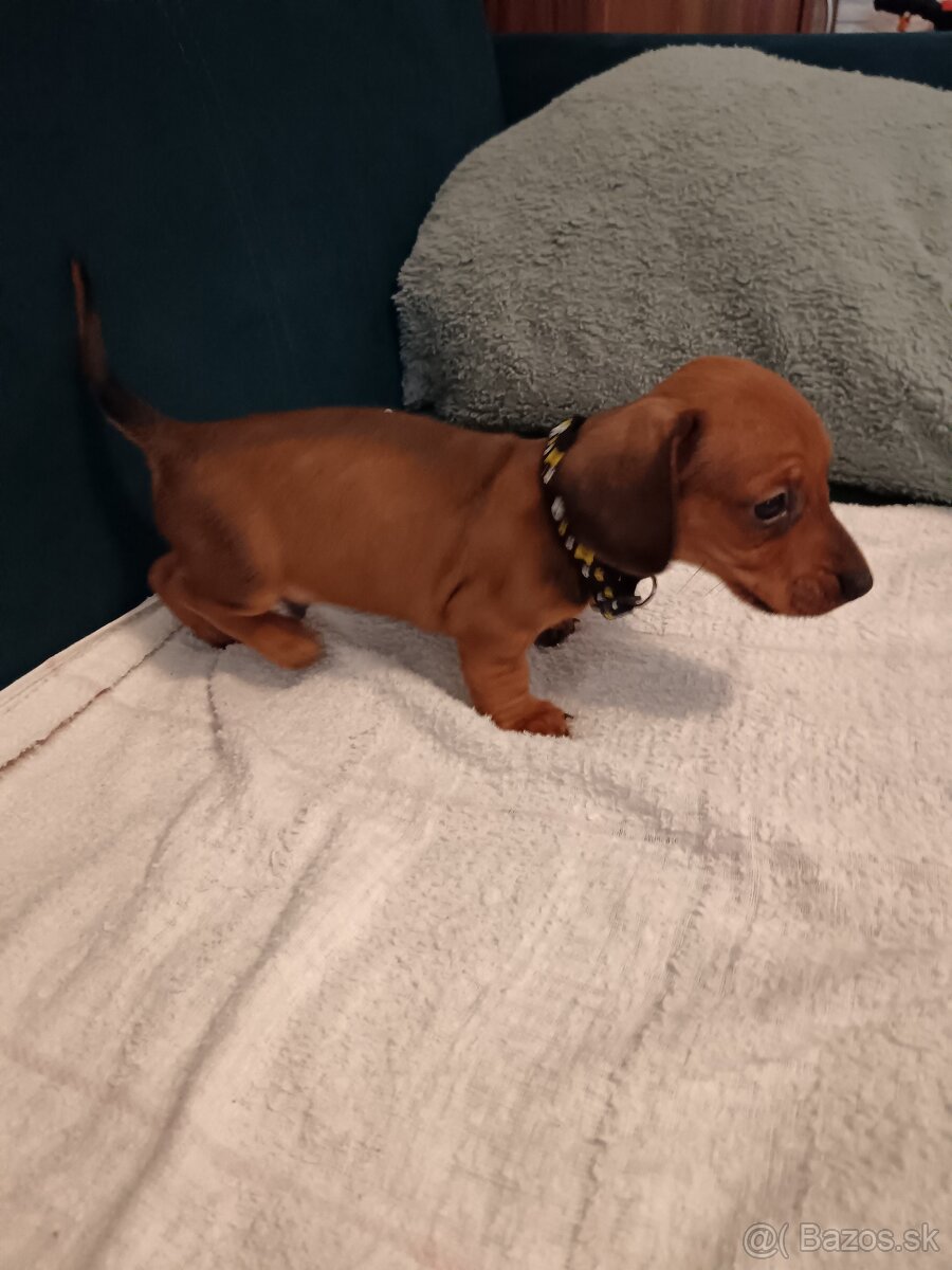 Šteniatka krátkosrtý jazvečík "štandard" - 6