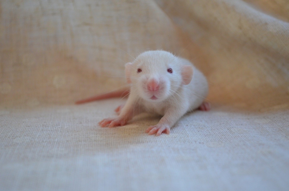 Potkaníky s rodokmeňom - rezervácie - 6