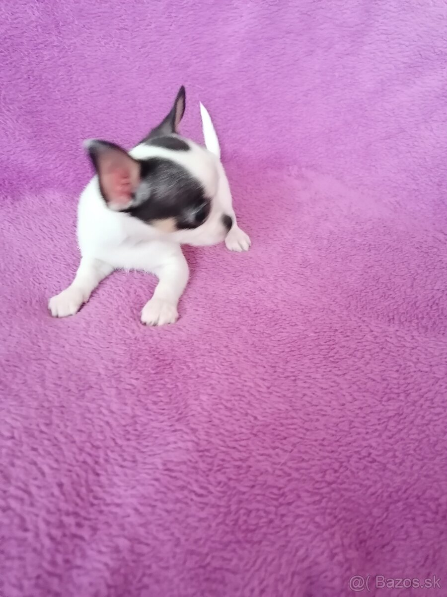 Čivava krátkosrstá - 6