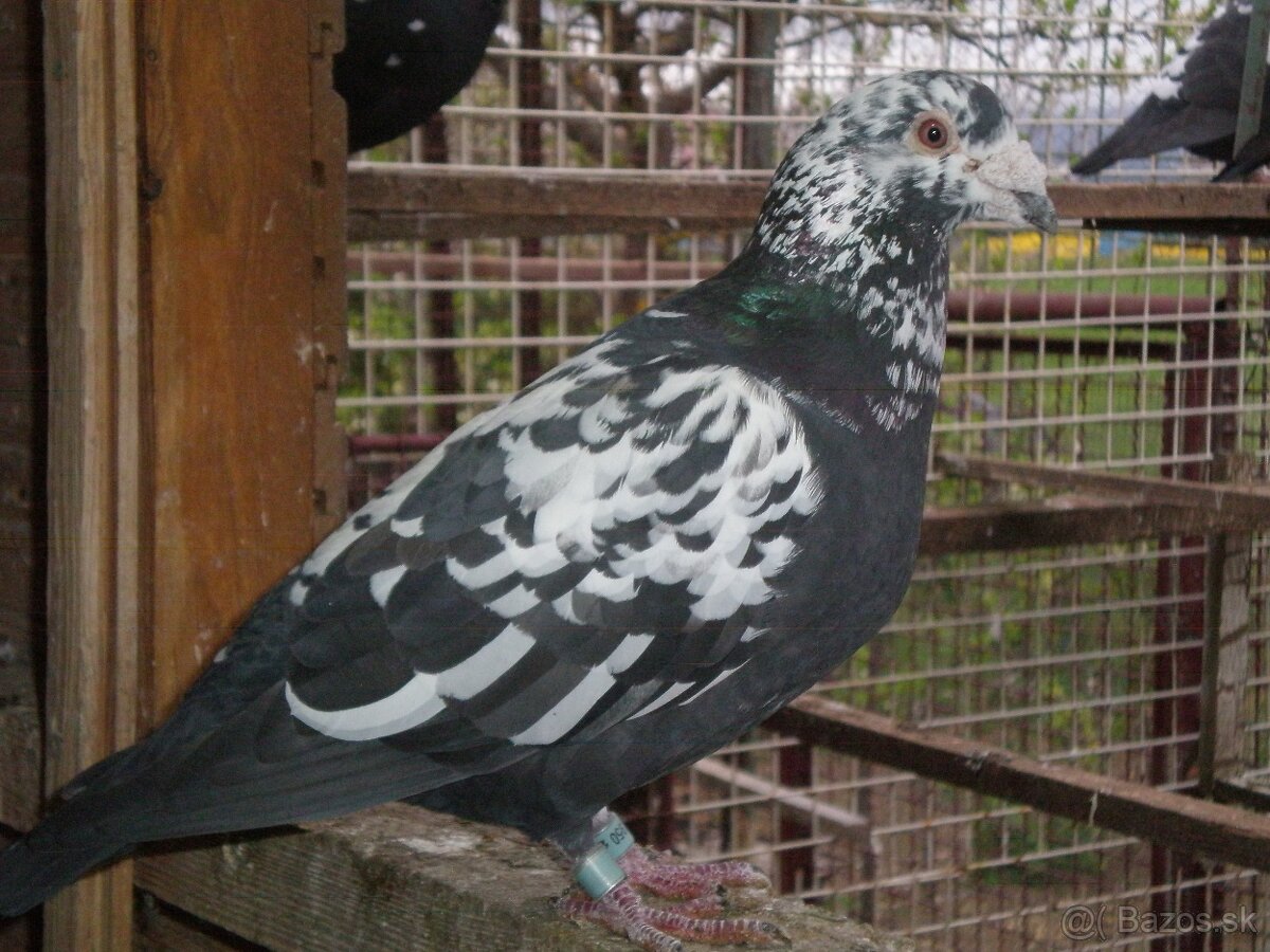 Poštové holuby Vangramberen - 6