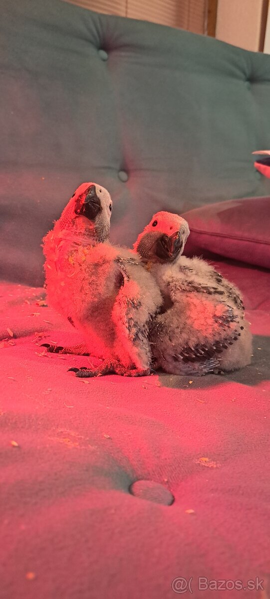 Papagaj žako kongo - 6