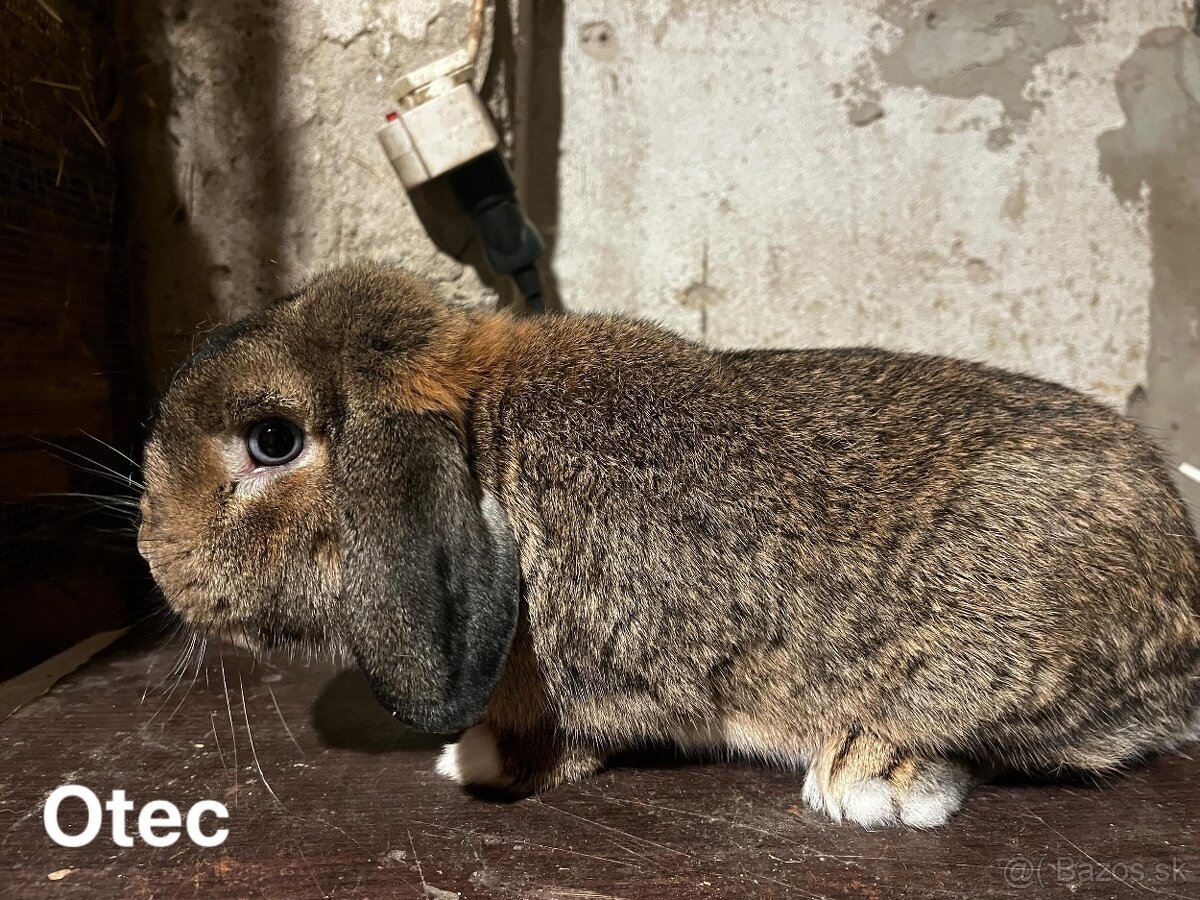 Predám zakrslých barančekov - 6