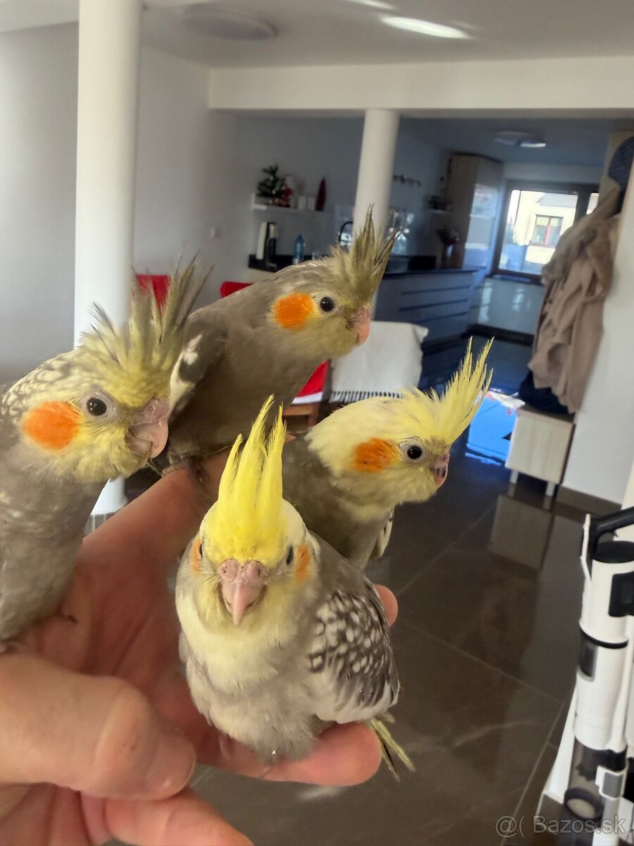 Korely ručne dokrmena Krotká - 6