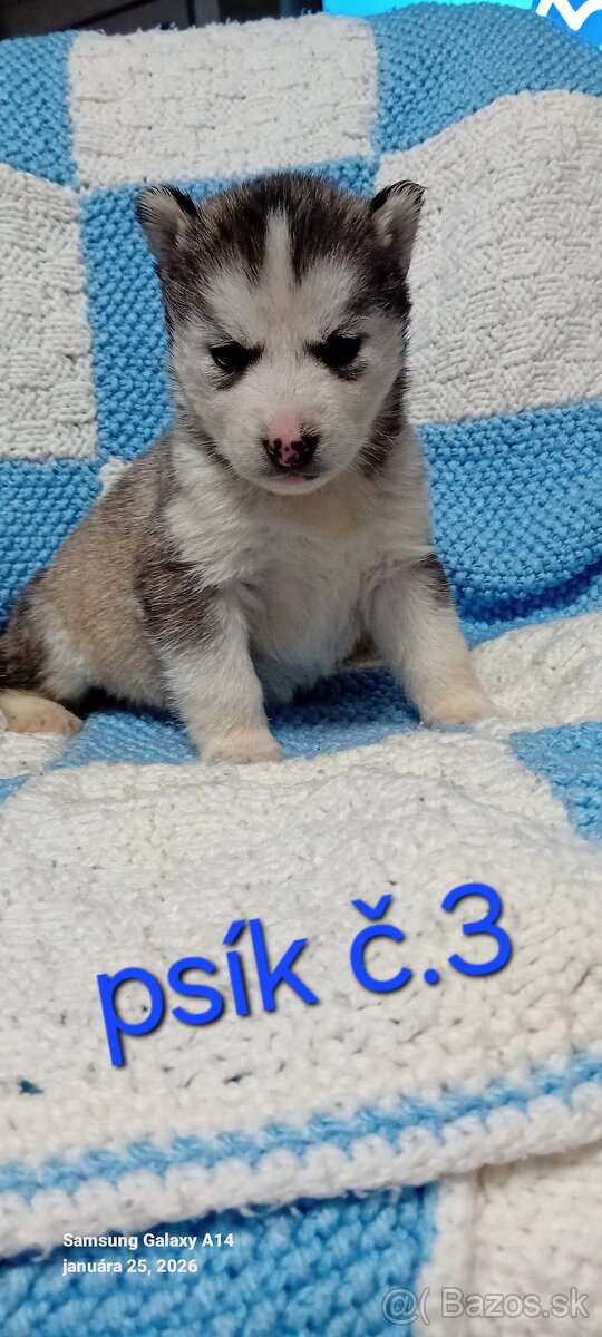 Sibirsky husky steniatka - 6