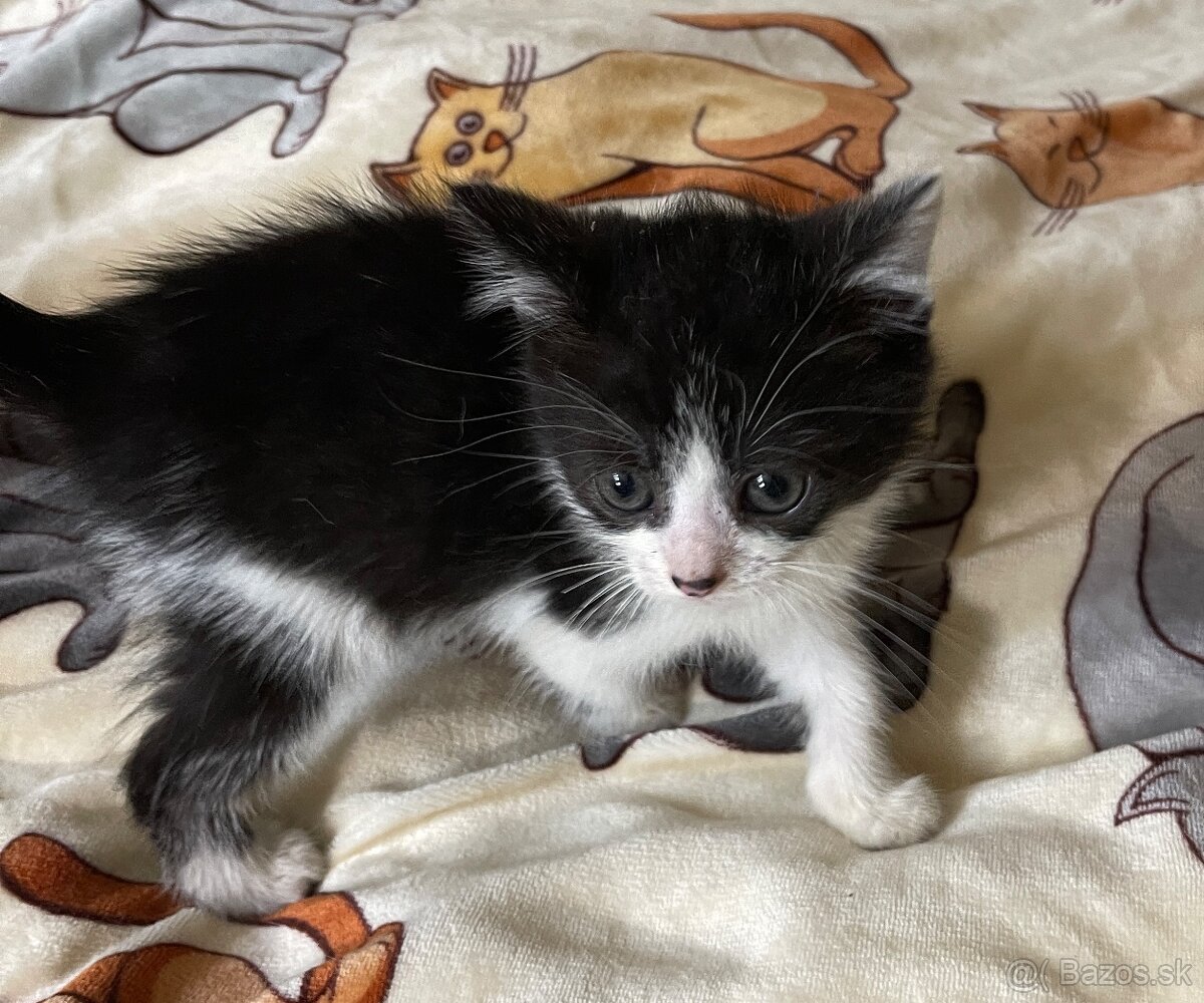 Polobritské mačiatka - 6
