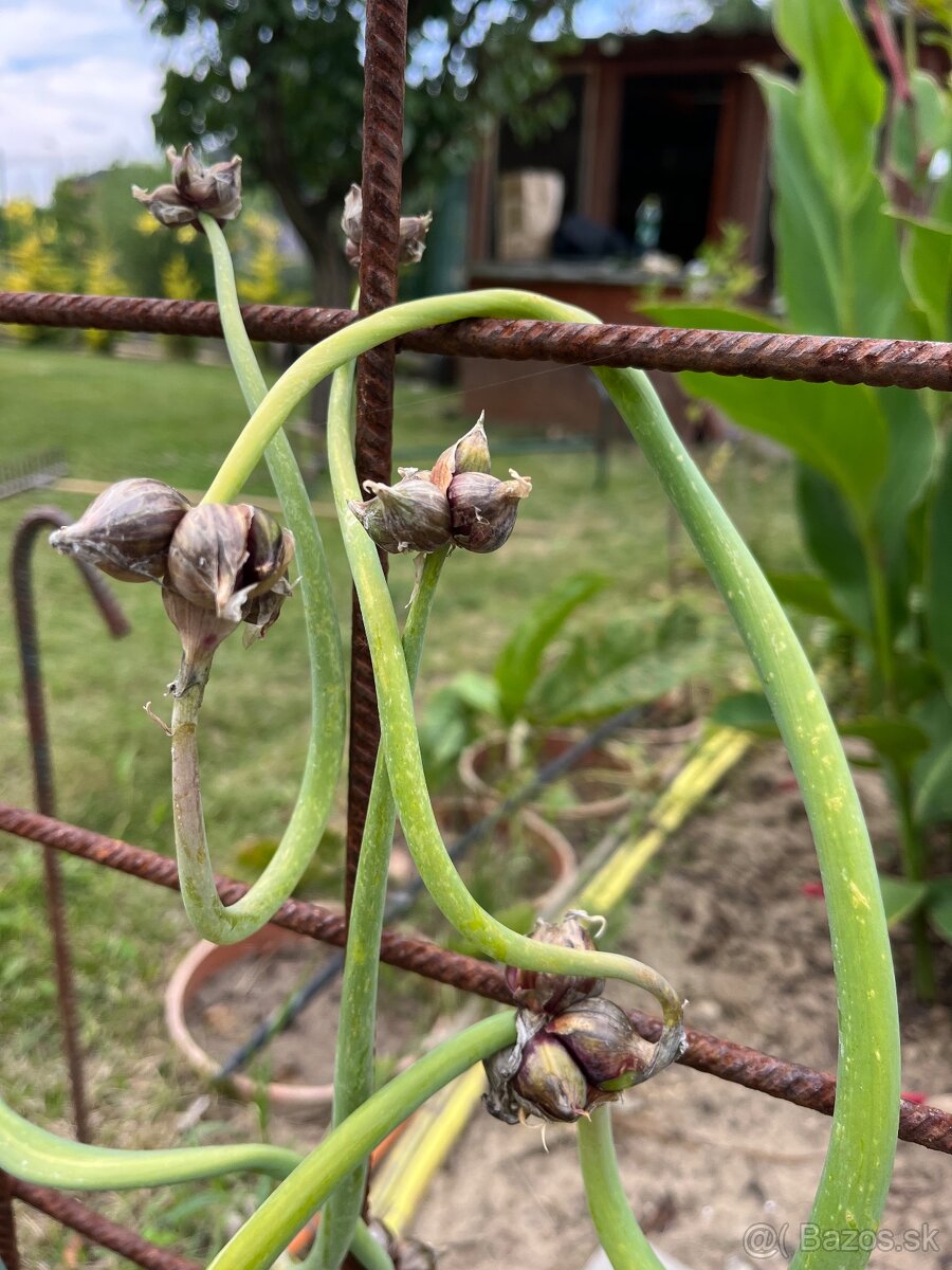 Kracajuca cibula - 6