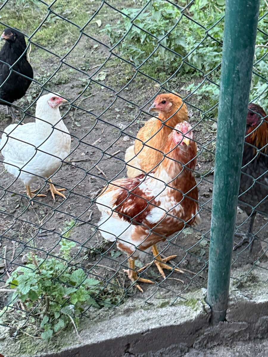 Predam araucana kohutov - 6