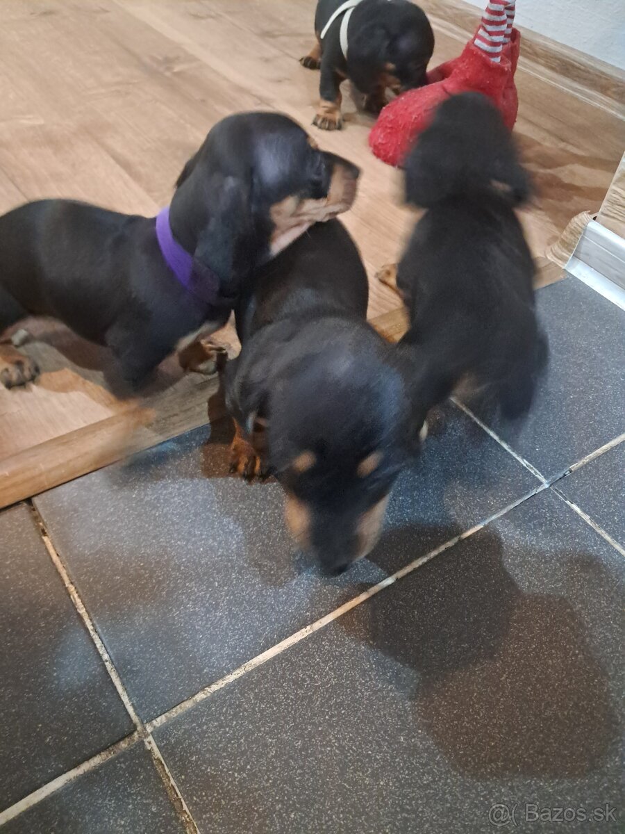 Predám jazvečikov - 6