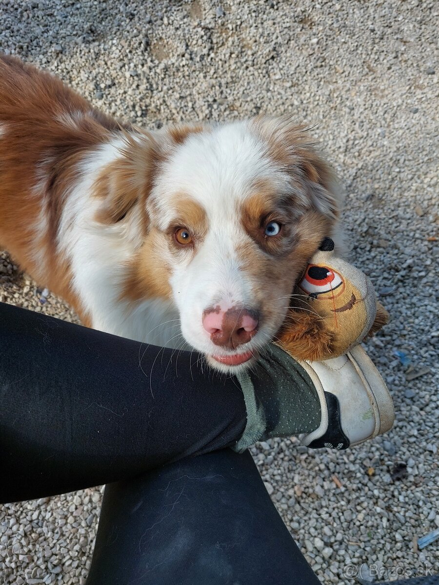 Austrálsky ovčiak s PP - 6