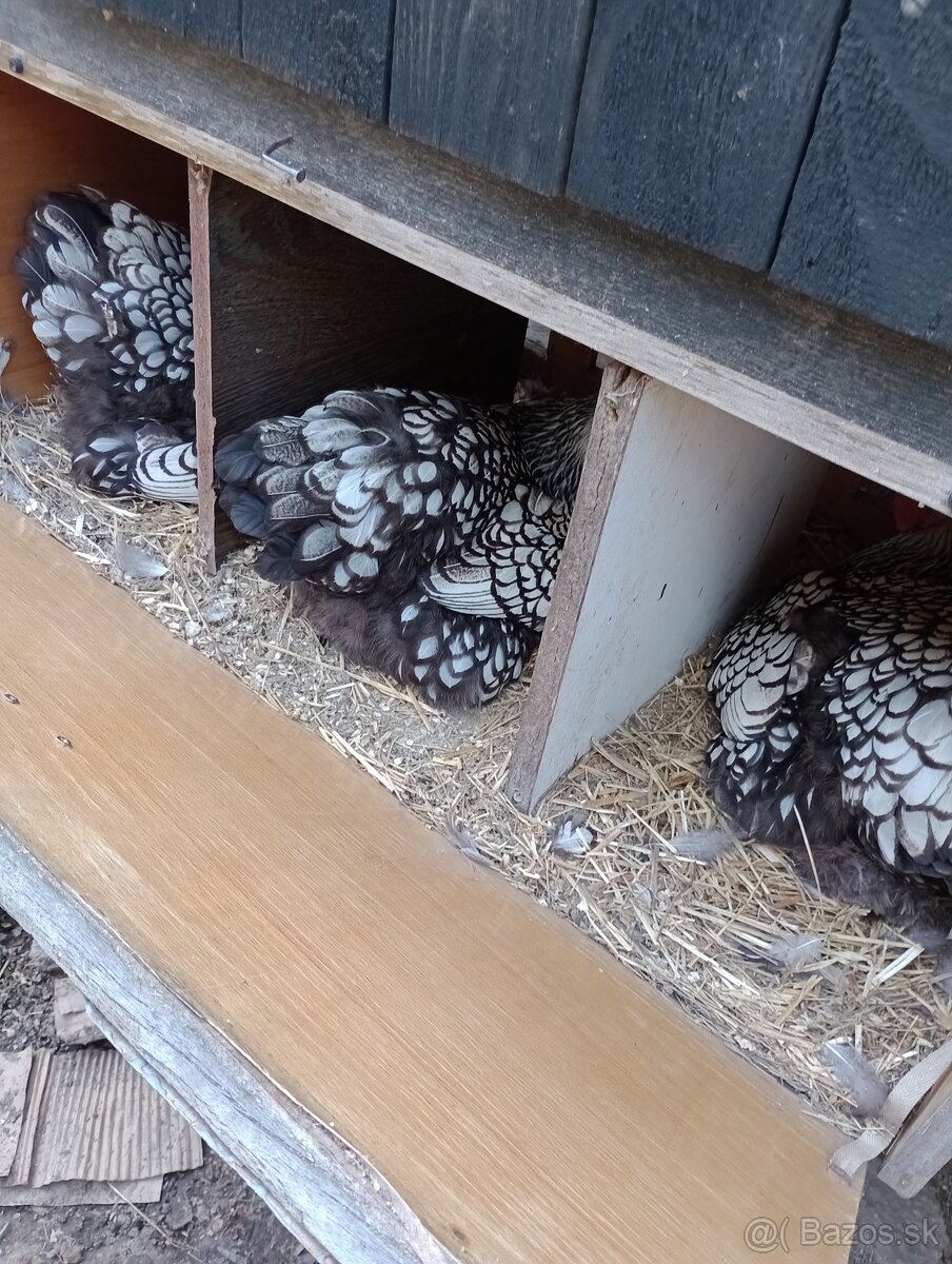 Nasadove vajíčka - 6