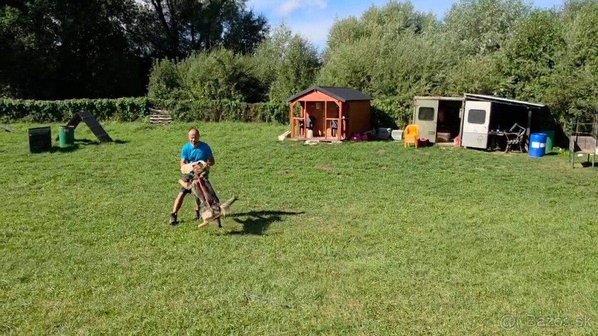 Predám sučku NO s PP - 6