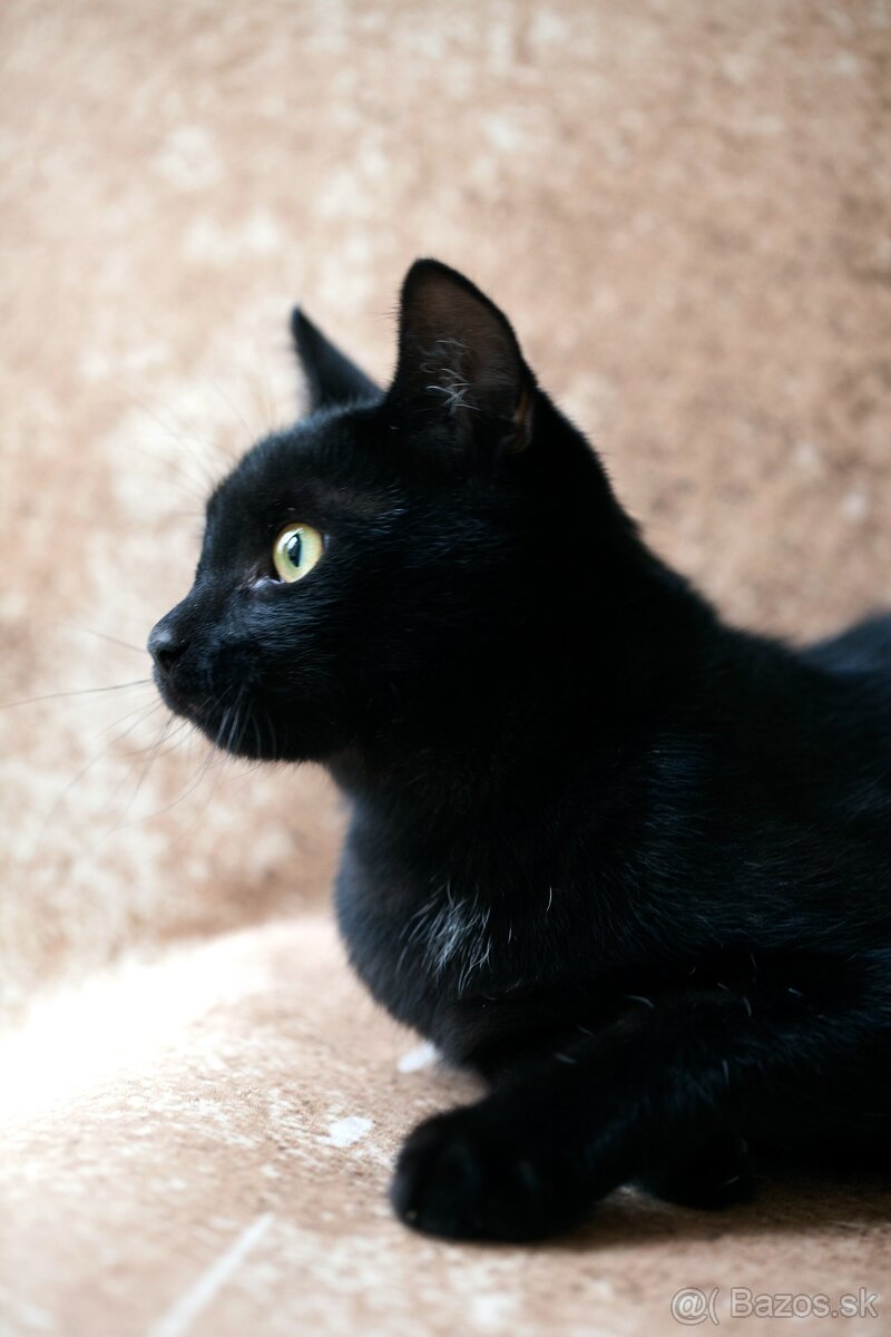 ❤ Sirius - spoločenský, zvedavý a všudezdejší - 6