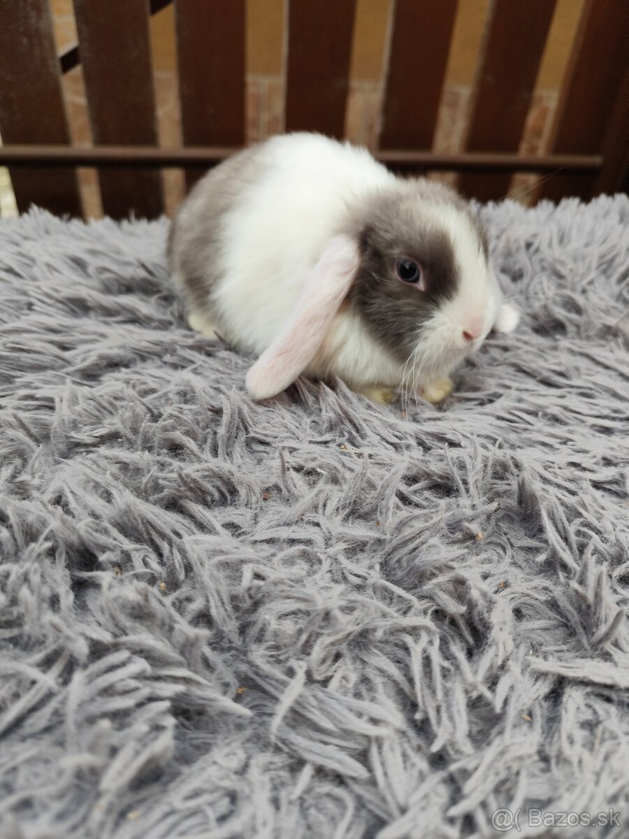 Zakrsly barancek satén samička s VP - 6