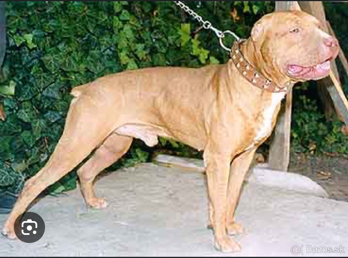 American Pitbull - 6