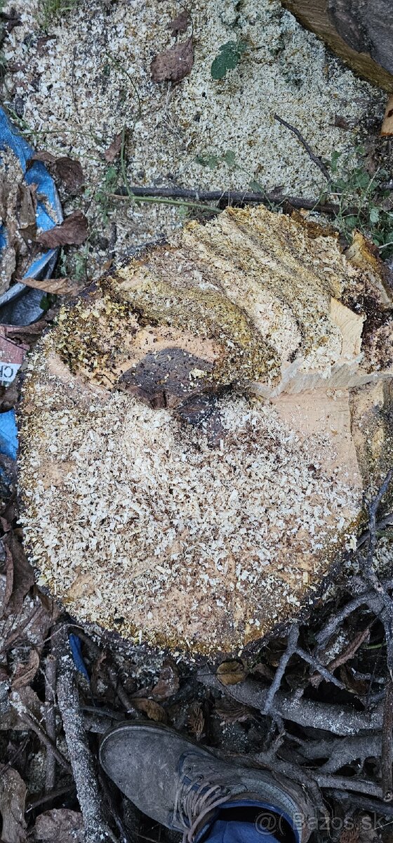 Predam orechove drevo - 6