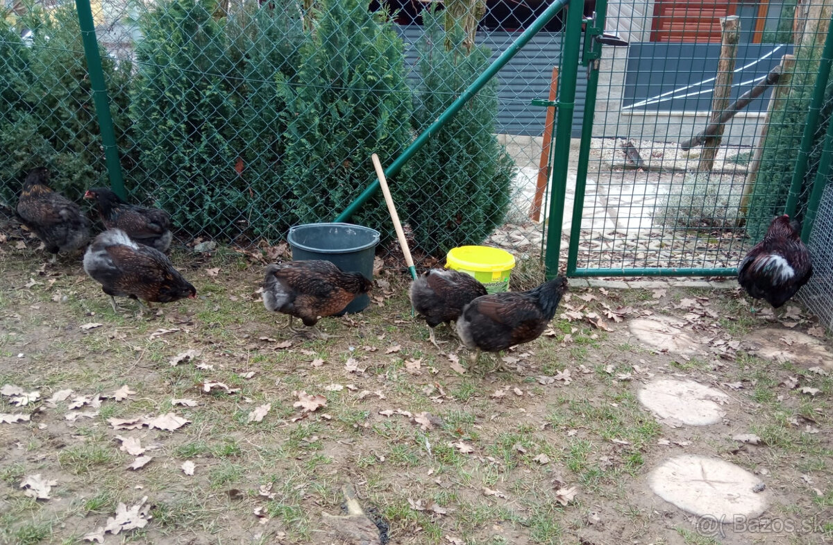 Nasadove vajcia (NV) - 6