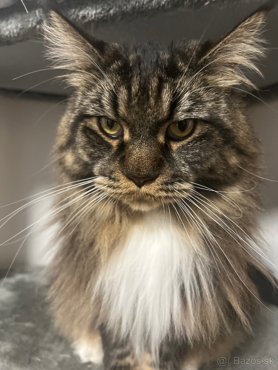 Mainska myvalia mačka main coon - 6