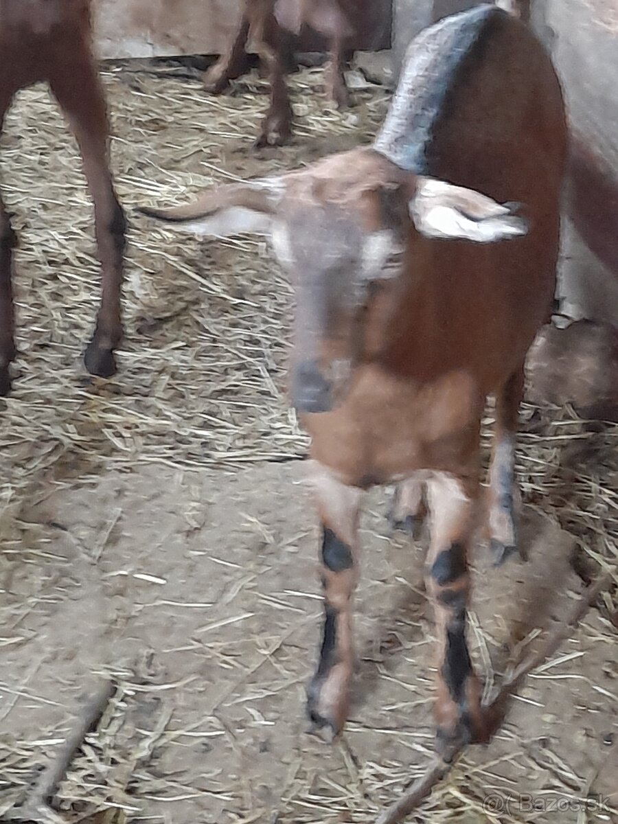 Kozy na predaj - 6