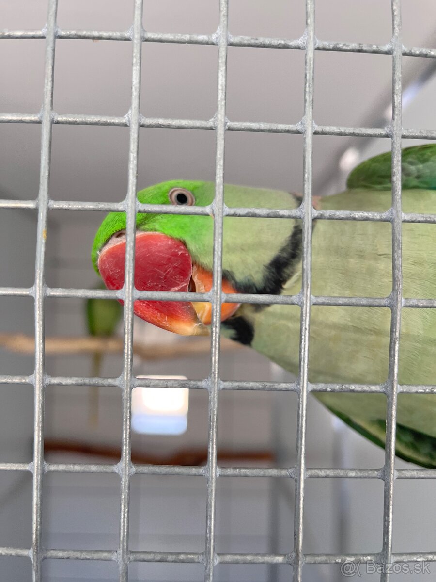 Alexander veľký - pár - 6