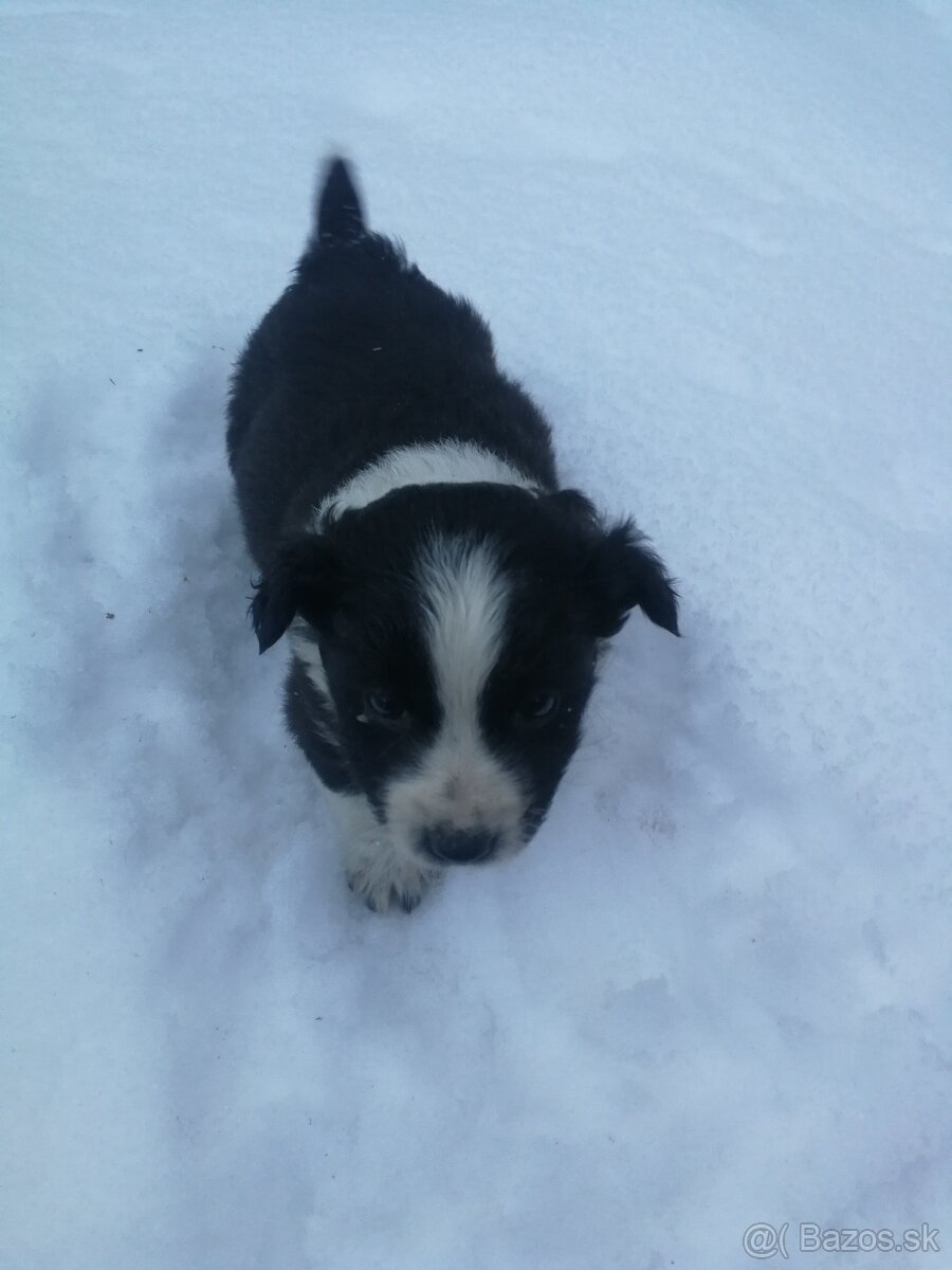 Predám šteniatka - 6