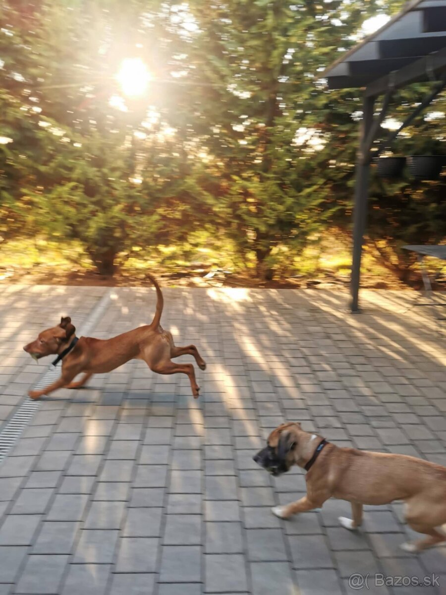 hotel pre psov, vycvik psov - 6