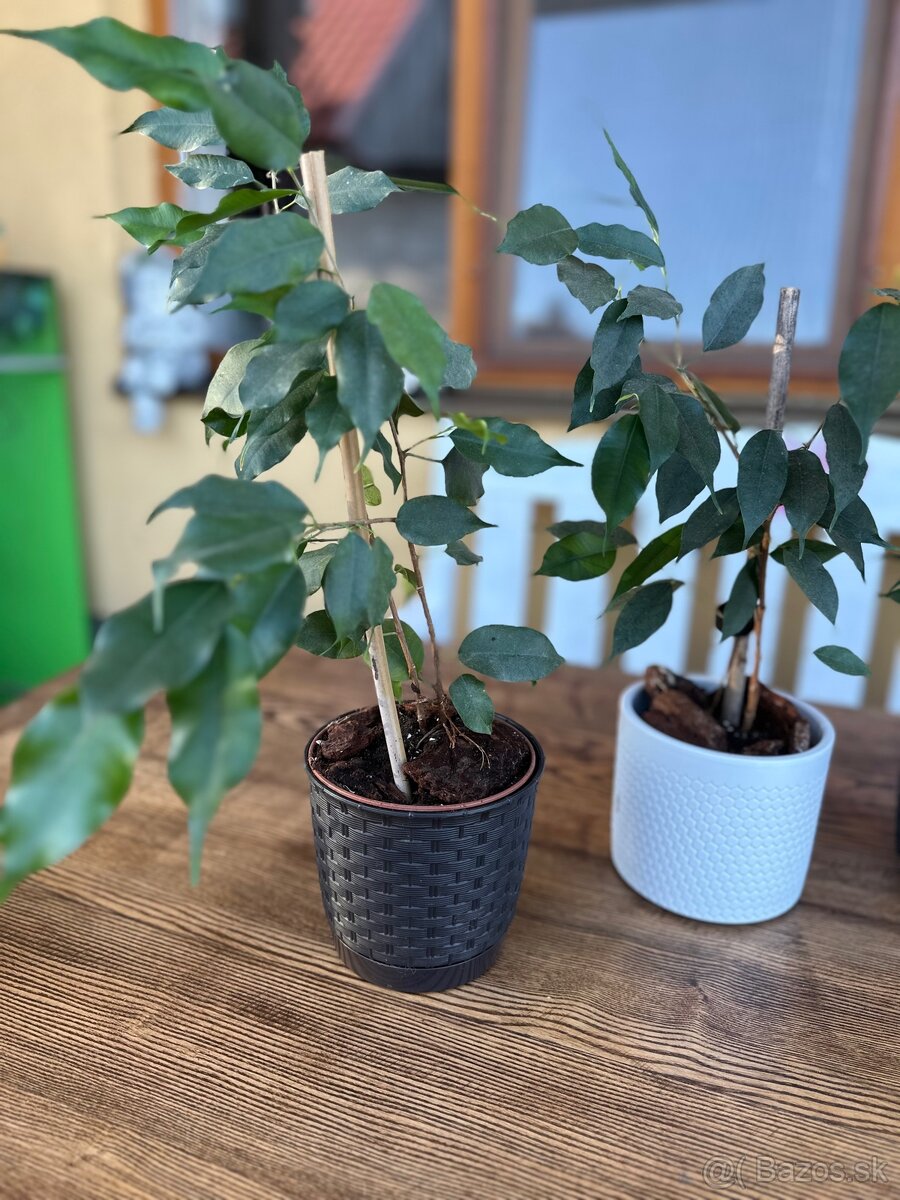 Ficus benjamina - Fikus benjamín / Variegata - 6