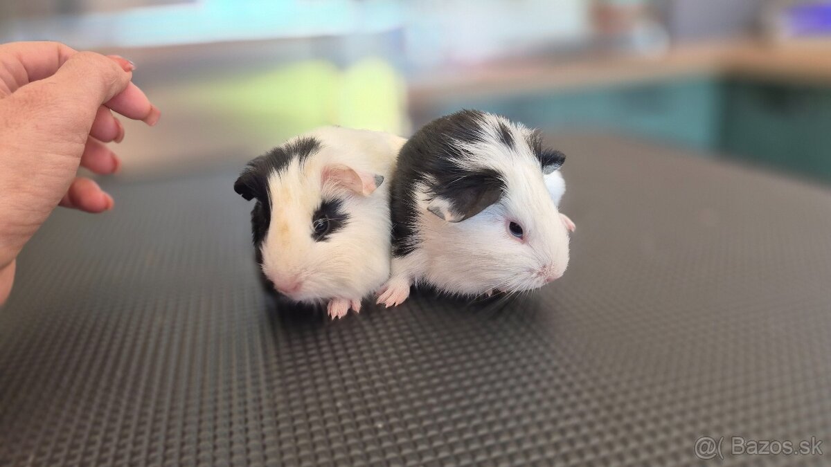 Dve samičky hladkosrsté morča hladaju domov - 6