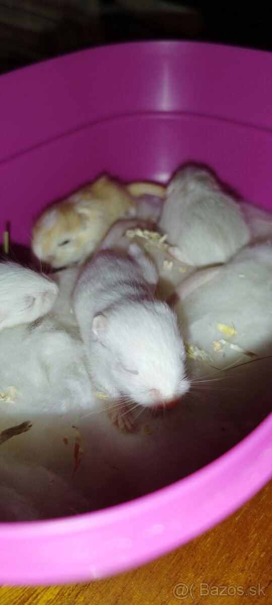 Predám pieskomilov + celé príslušenstvo - 6