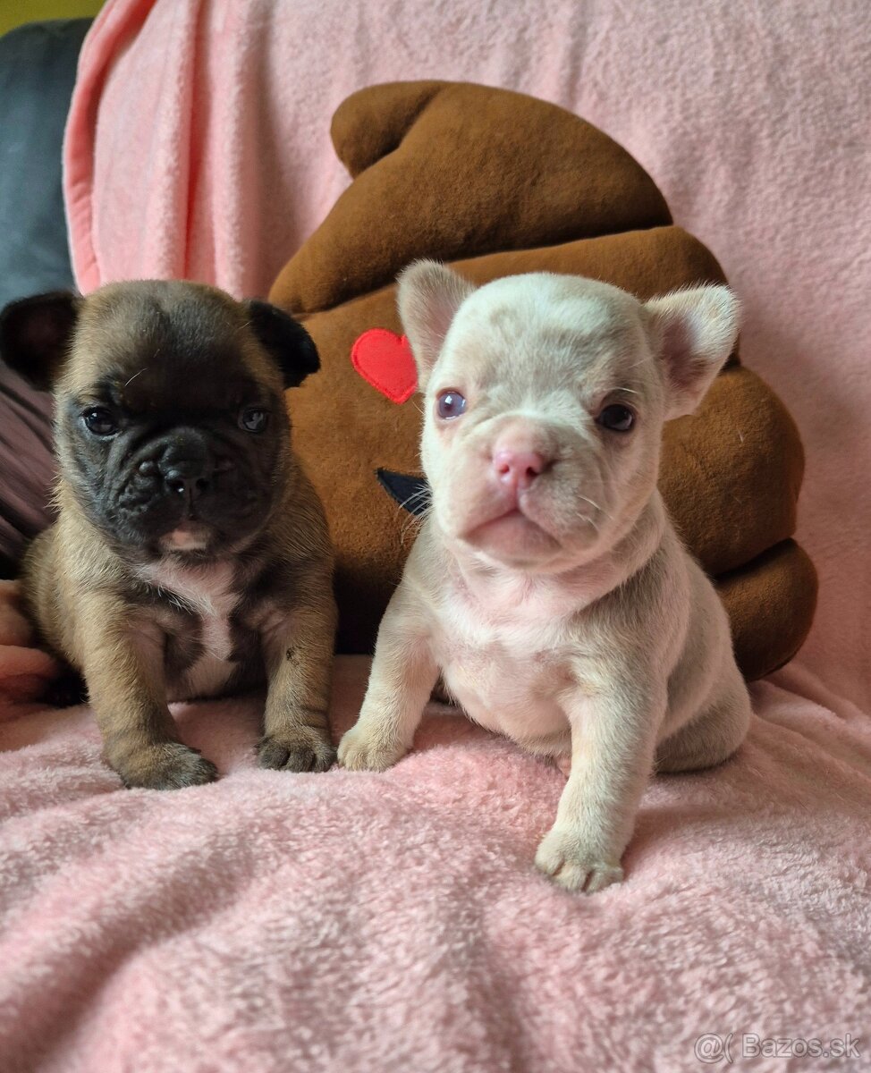 Francúzsky buldoček s PP - 6