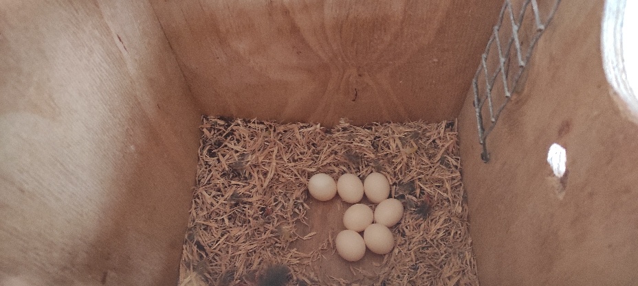 Austrália odcervenie S76 - 6