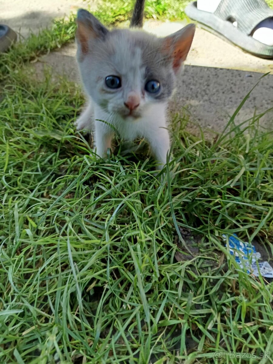 Darujem mačiatka - 6