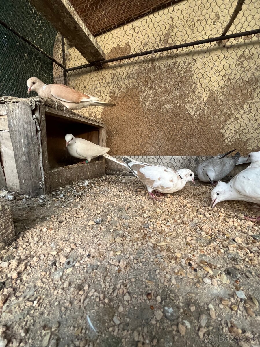 Predám hrdličky - 6