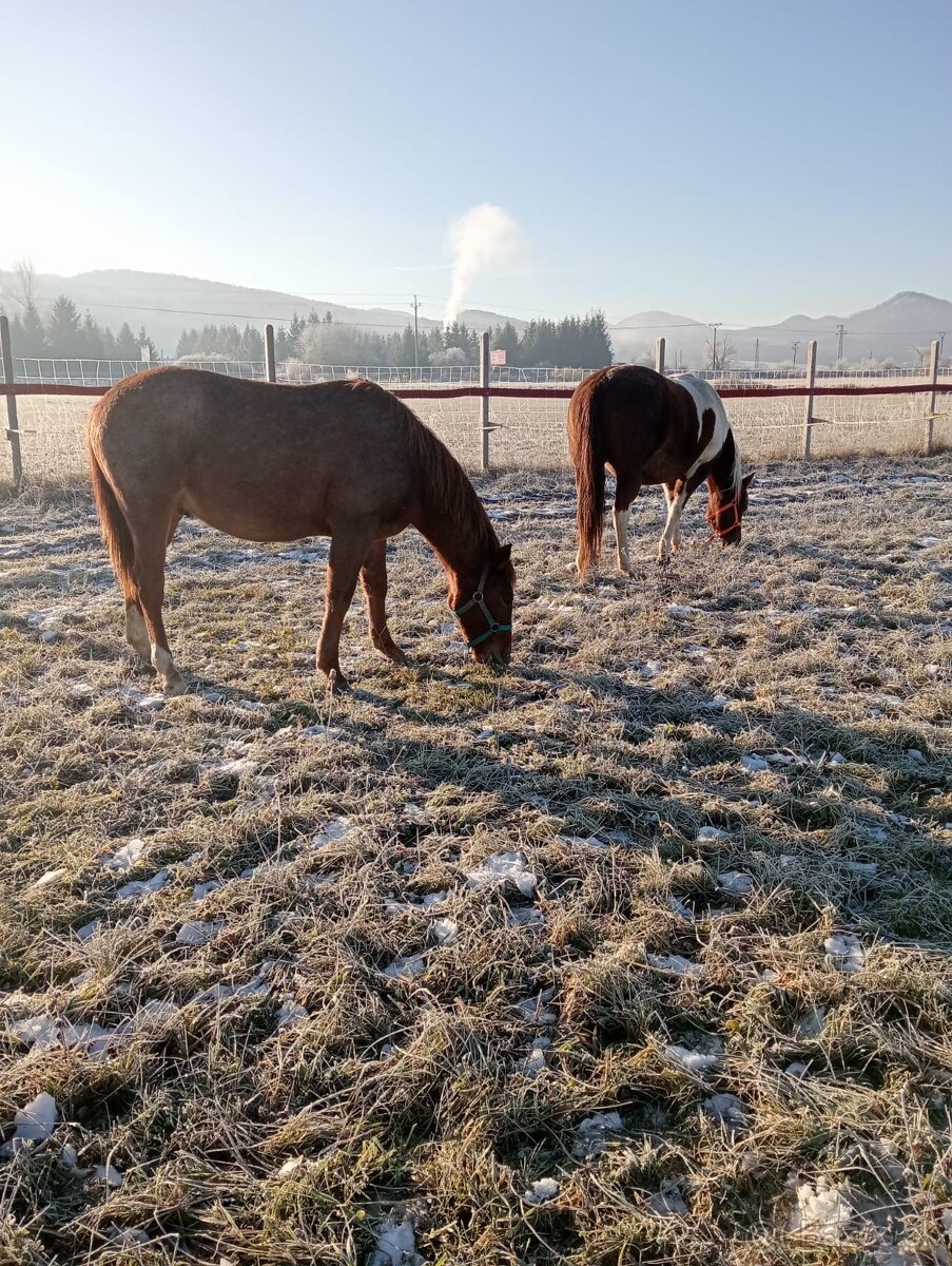 1-ročný žrebček APH - 6