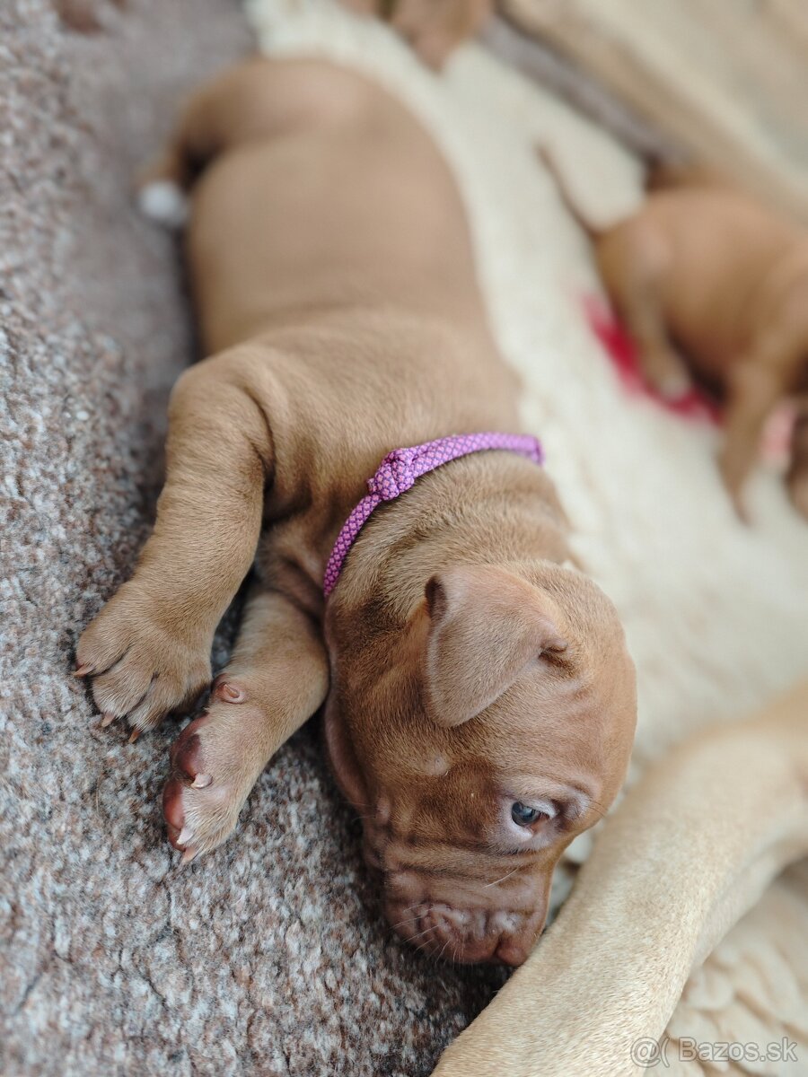 Americký pitbull teriér štěňata s PP - 6